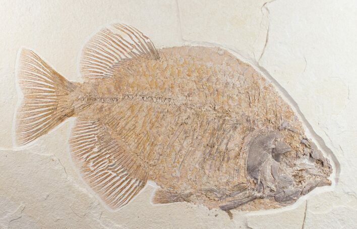 Phareodus Fossil Fish #10814